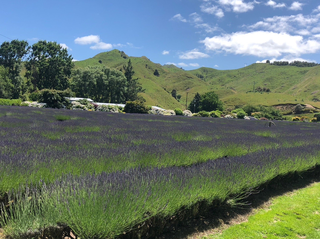 Lauren's Lavender Farm景点图片