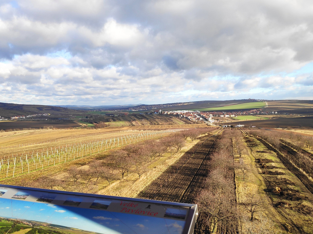 Lookout Mountain Cow