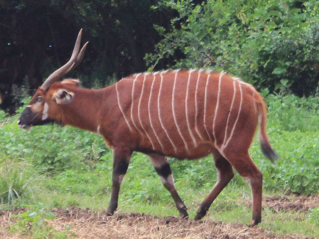 Bongo Asili Cultural travels ltd-涅里必去景点