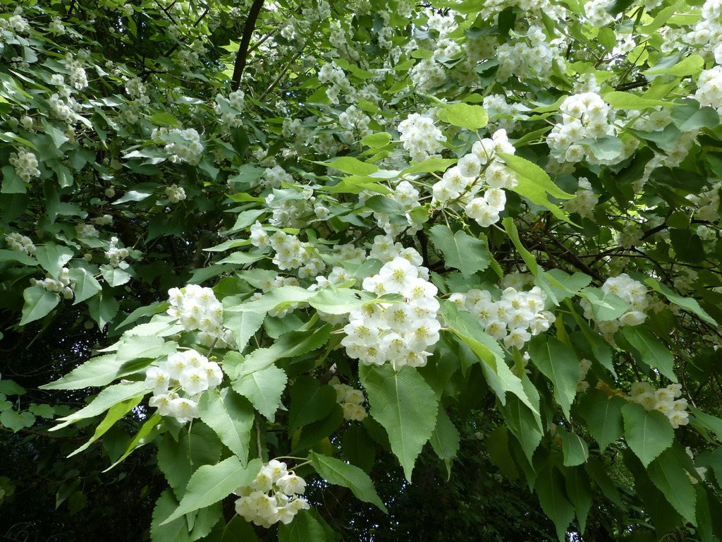 Glenarn Gardens-Rhu必去景点