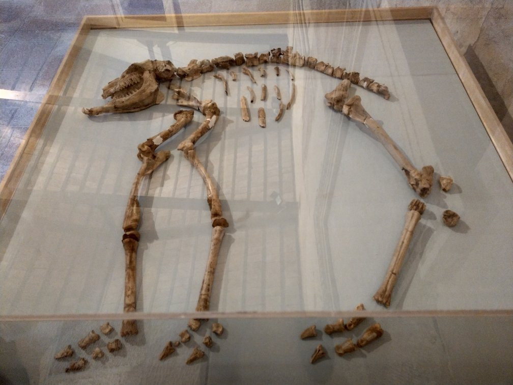 Paleolab - Museo delle Raccolte Paleontologiche dell’Umbria Meridionale景点图片