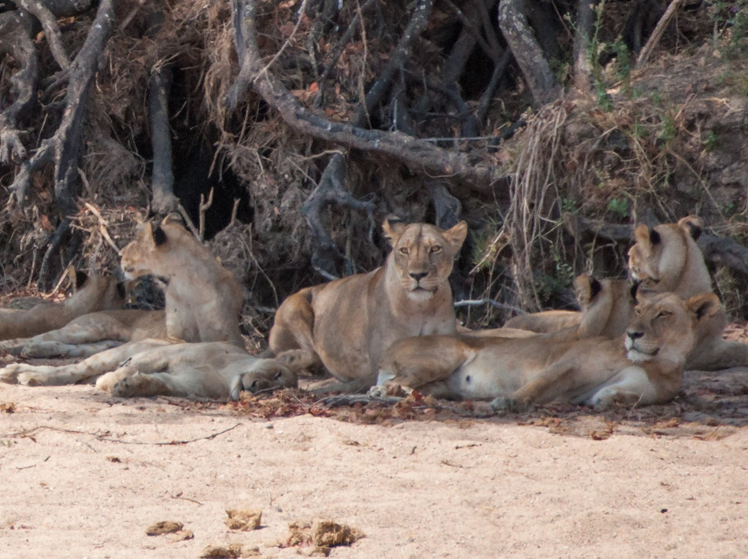 Taswira Africa Safaris-阿鲁沙必去景点