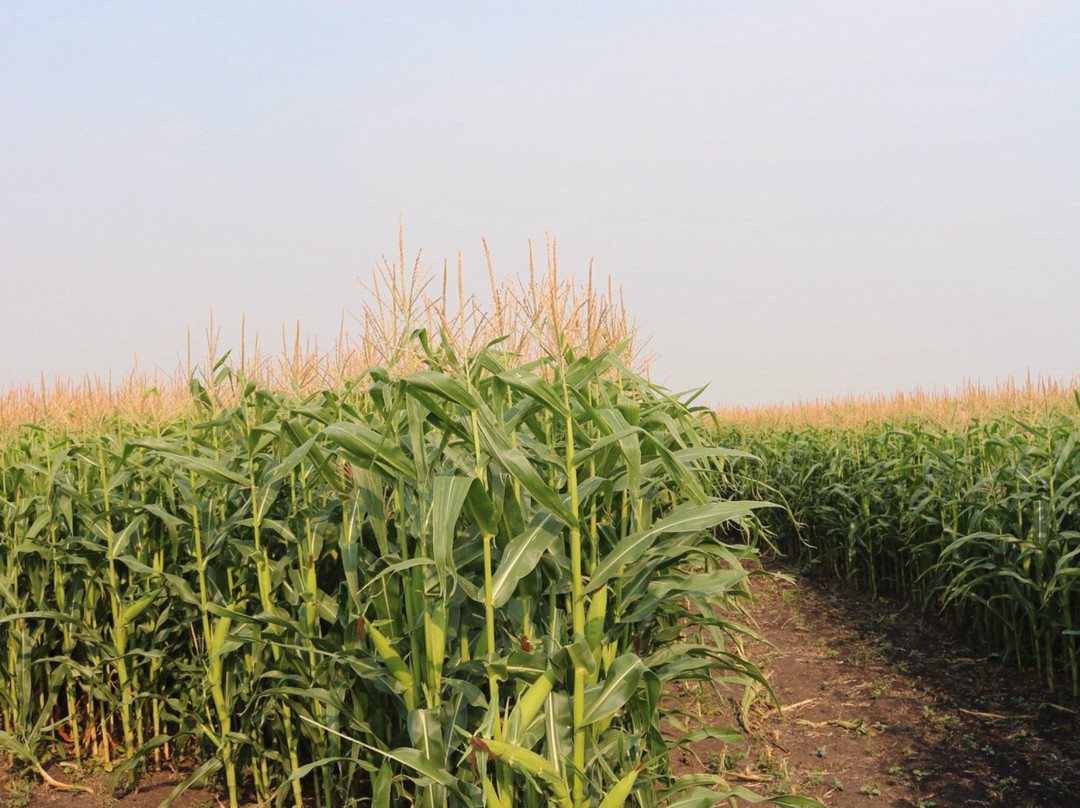 The Amazing Field Maze景点图片