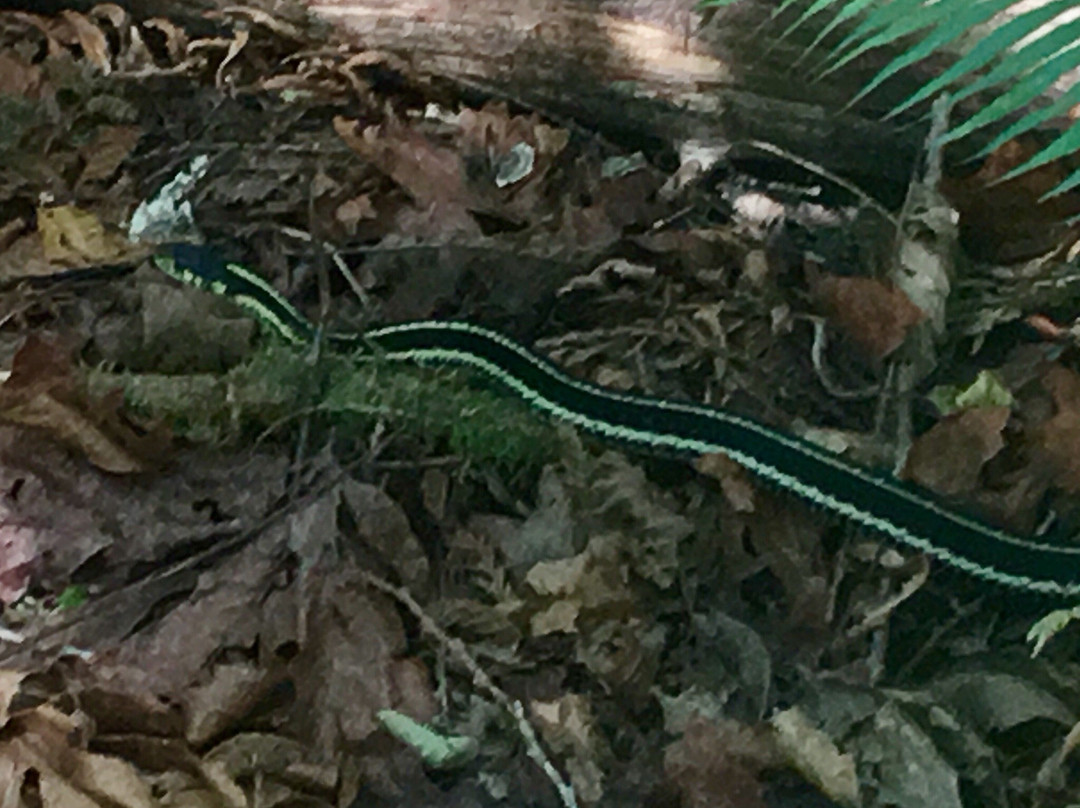 Inland Lake Provincial Park-鲍威尔里弗必去景点