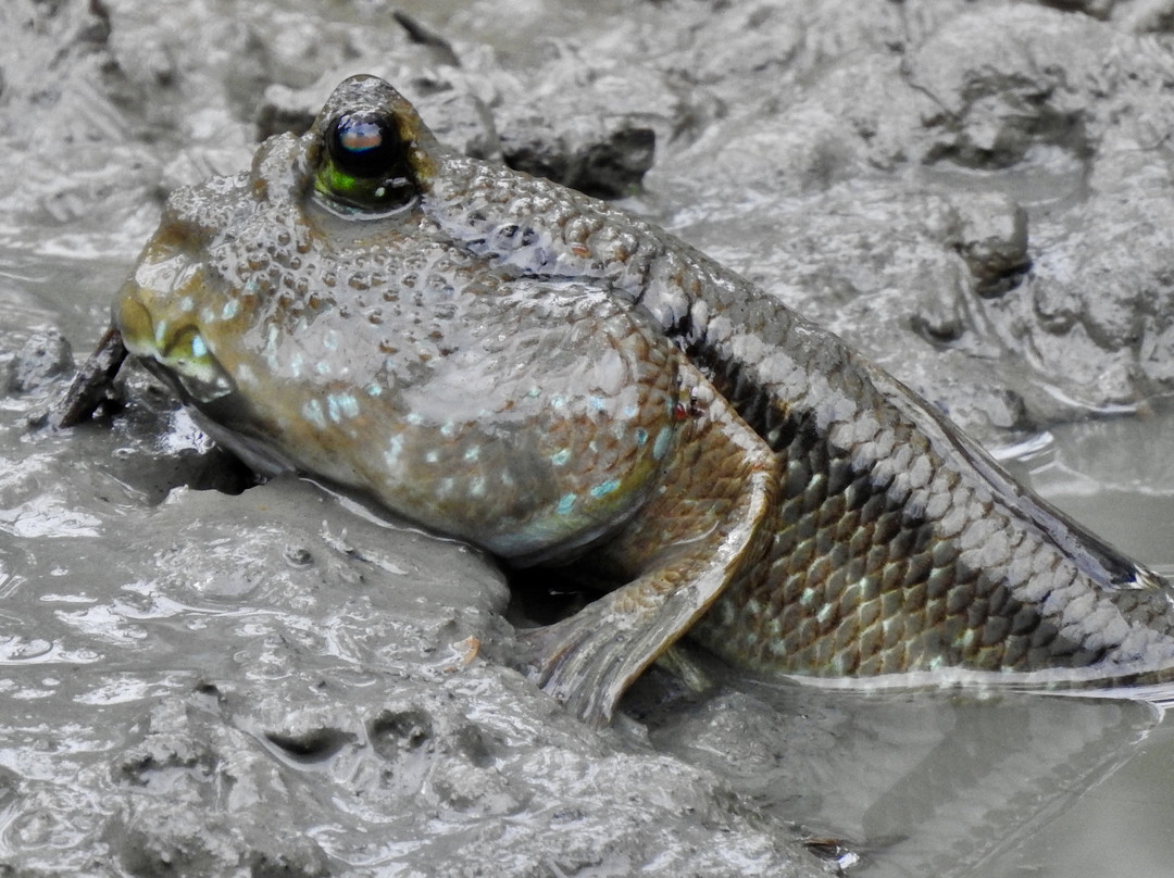 Ao Mahachai Mangrove Forest Natural Education Center-龙仔厝必去景点