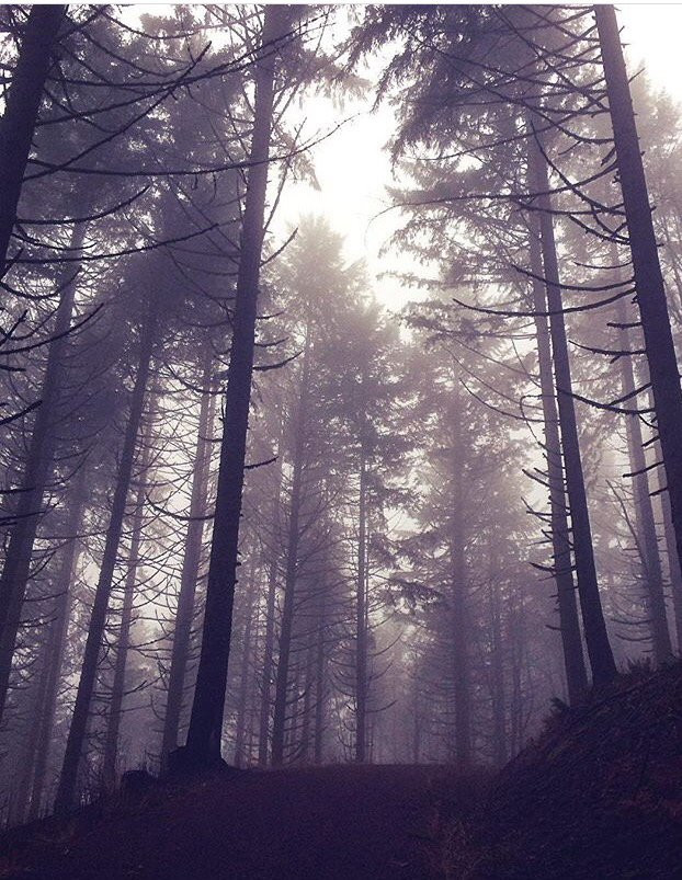 OSU McDonald-Dunn Research Forest-科瓦利斯必去景点