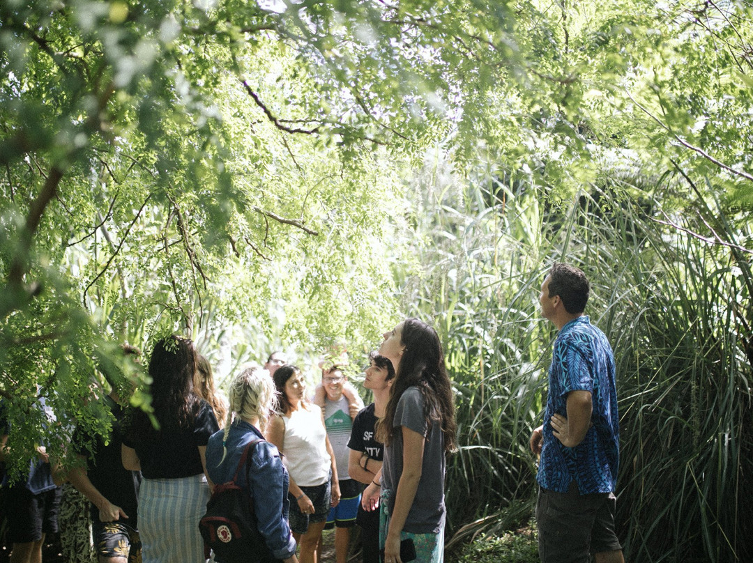 Gaiatree Sanctuary-塔韦乌尼岛必去景点