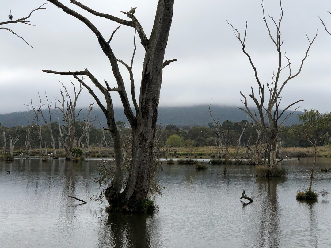 Yindyamarra Sculpture Walk-奥尔伯里必去景点