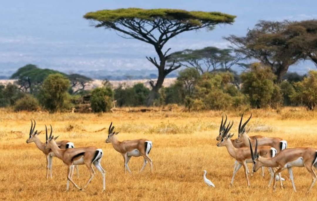 Samburu National Reserve景点图片