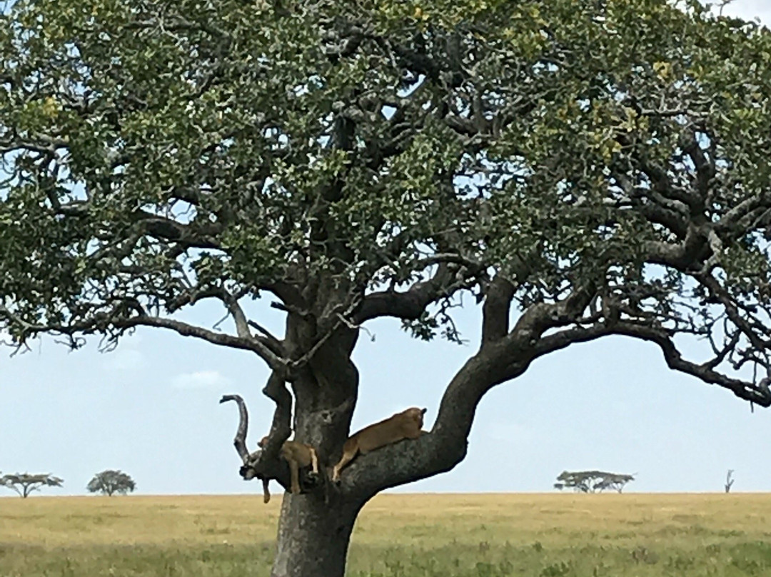 Serengeti Tented Camp - Ikoma Bush Camp主图