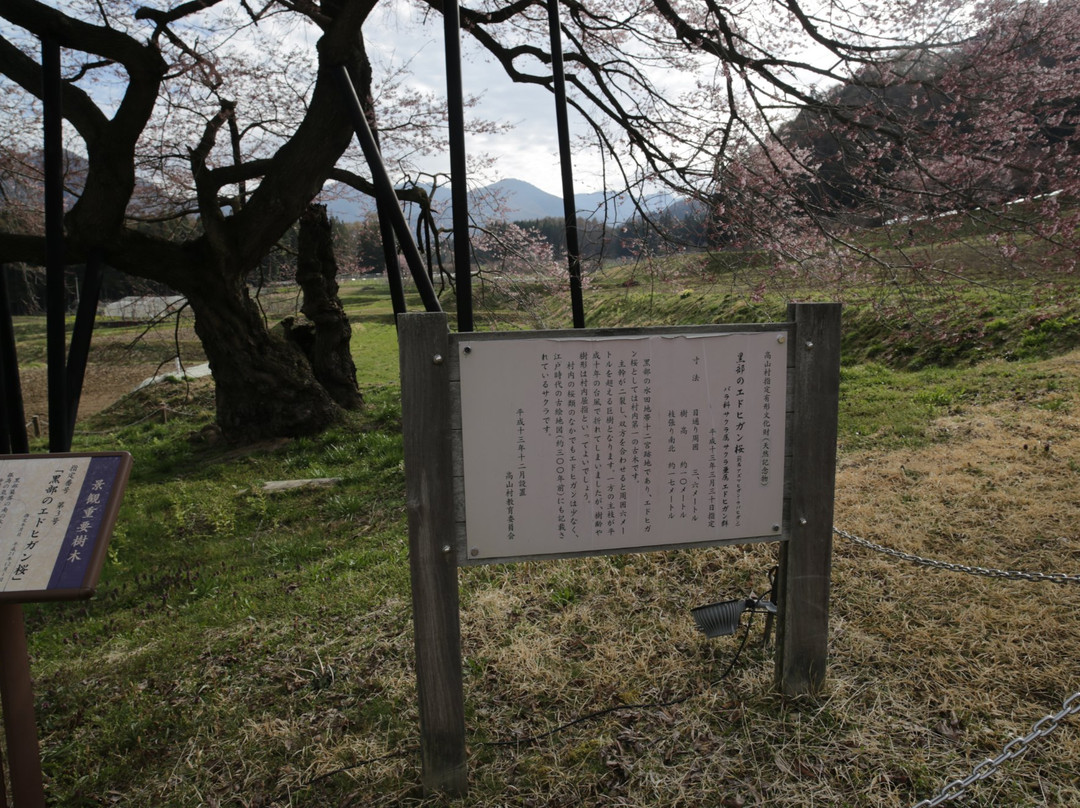 Kurobe no Edohiganzakura-高山村必去景点