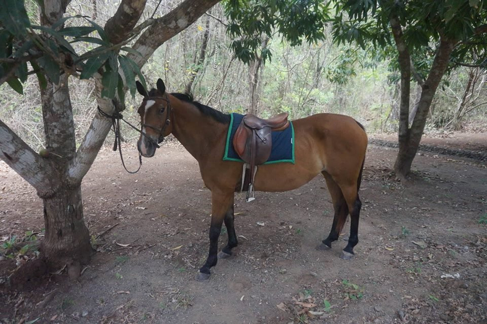 Perla Del Mar Equestrian Center景点图片