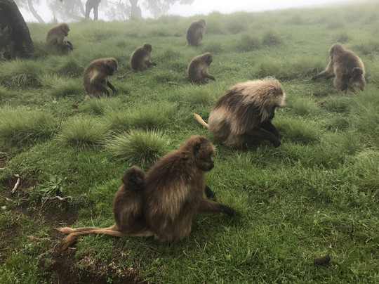 Hike Ethiopia-贡德尔必去景点