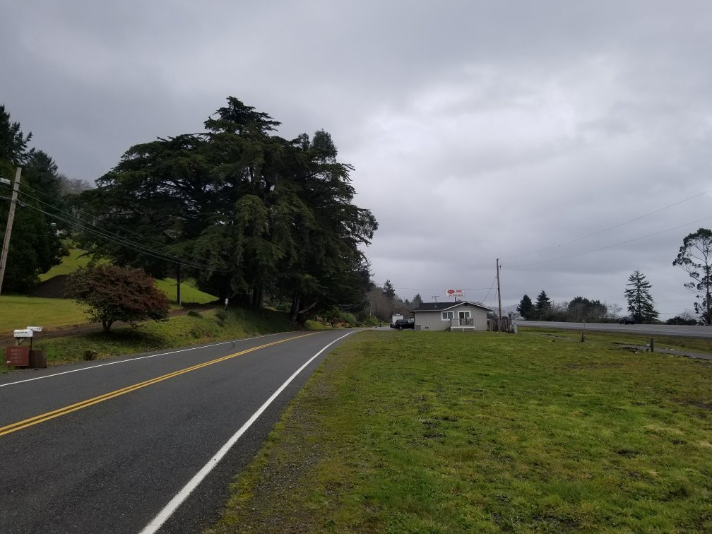 Oregon's Largest Monterey Cypress-布鲁金斯必去景点