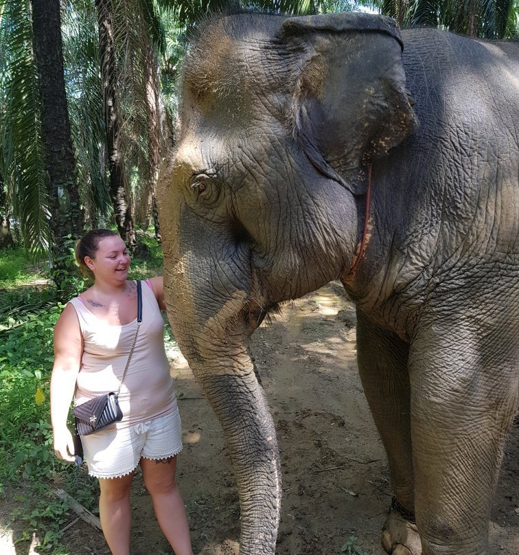 Elephant Retirement Park Phang Nga景点图片