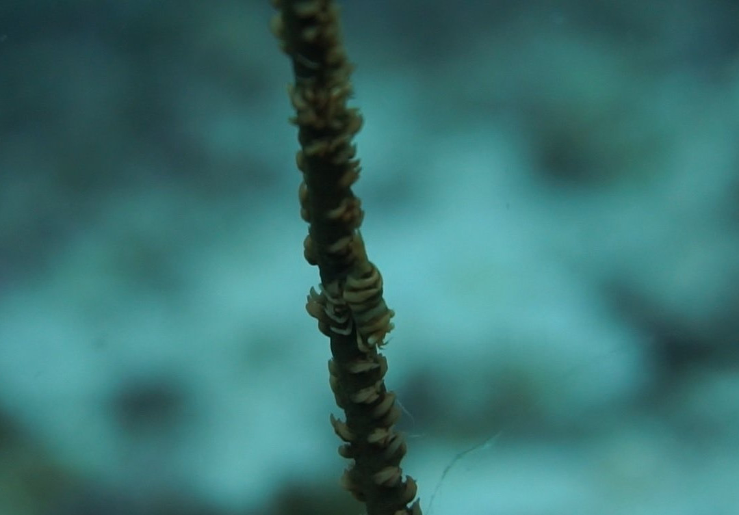 贵族度假村主图