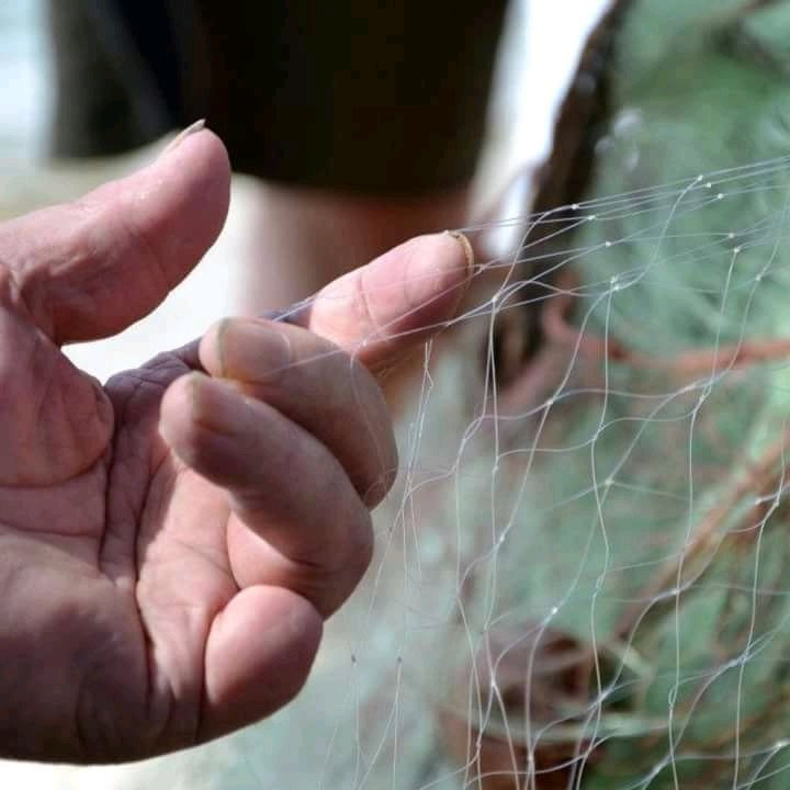 Pescaturismo I Mancuso景点图片
