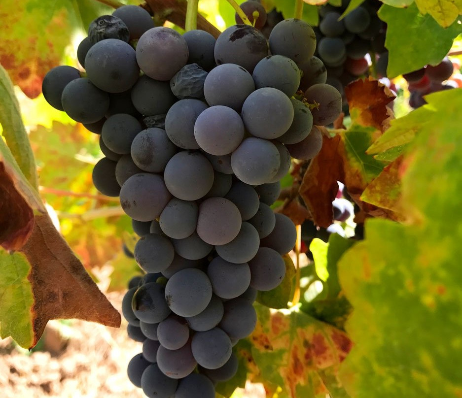 Amador Harvest Inn主图