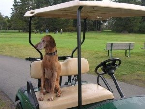 Peninsula Golf Course-长滩必去景点