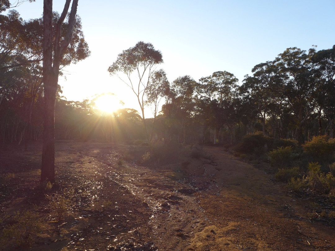 Dryandra Woodland景点图片