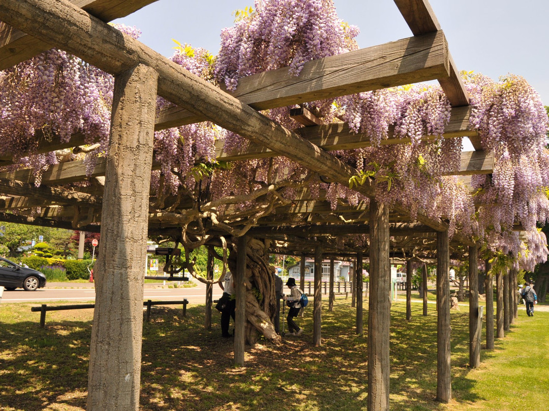 Fuji Flowers along Lake Toya-洞爷湖町必去景点