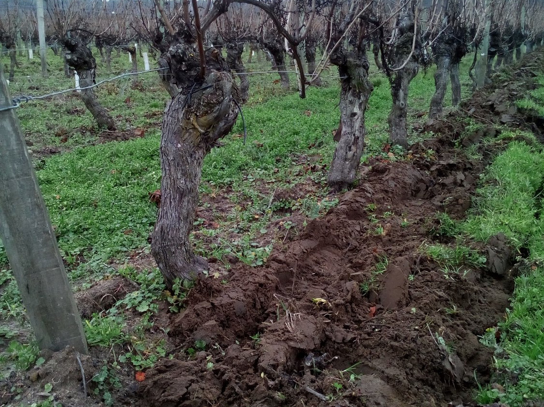 Domaine Estelle et Rodolphe Cognard-Saint Nicolas de Bourgueil必去景点