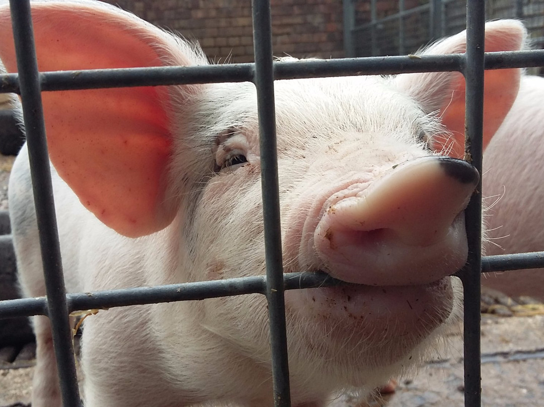 诺斯利旅游景点-Croxteth Park Farm