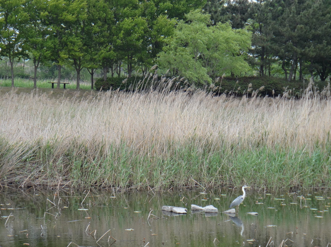 Ansan Reed Wetland-安山市必去景点