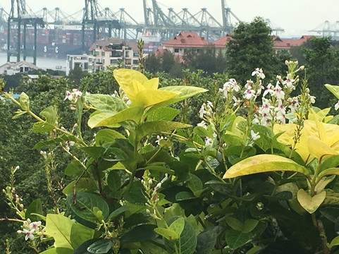 Kent Ridge Park-新加坡必去景点