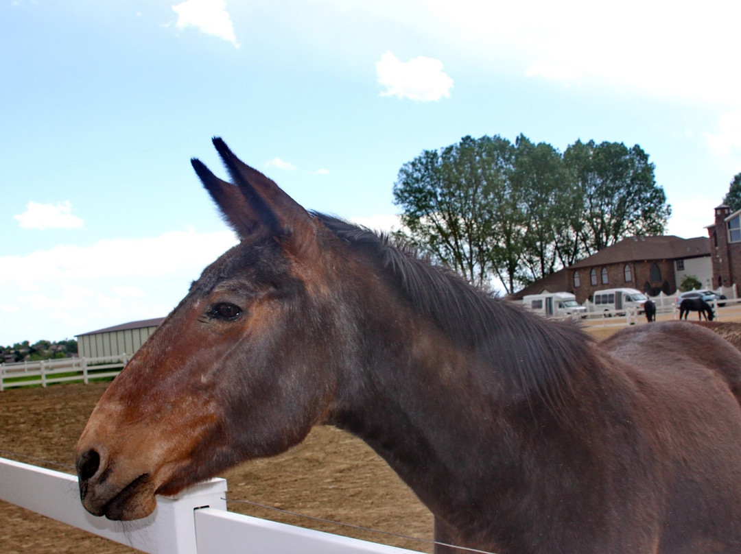 Lucky Three Ranch-拉夫兰必去景点