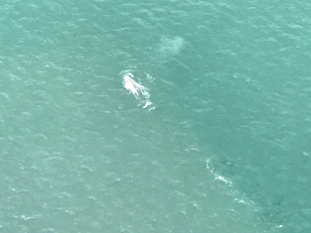 OC Helicopters-圣安娜必去景点