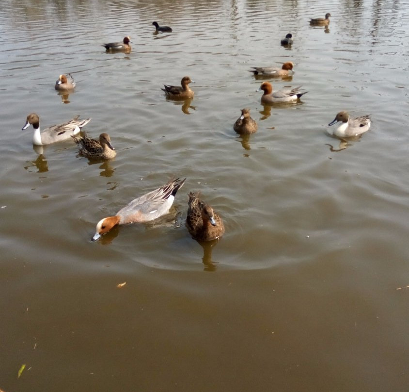Ottonuma Park-土浦市必去景点
