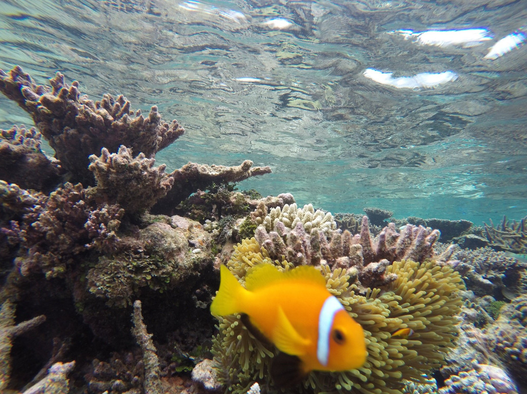 Dive Kingdom International-马累必去景点