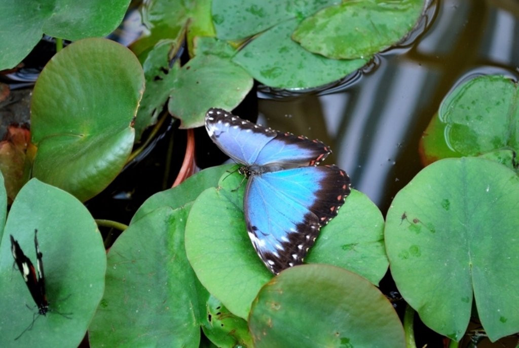 Butterfly House Praid景点图片