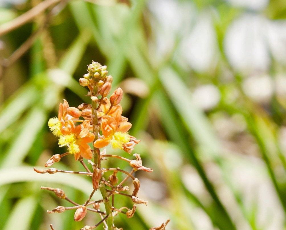 Jade Tree House主图