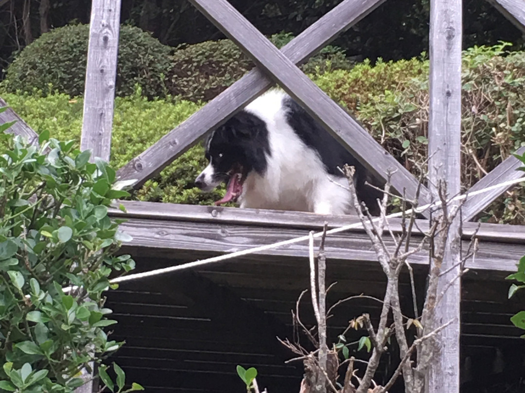 Izu Mountain Dogrun景点图片