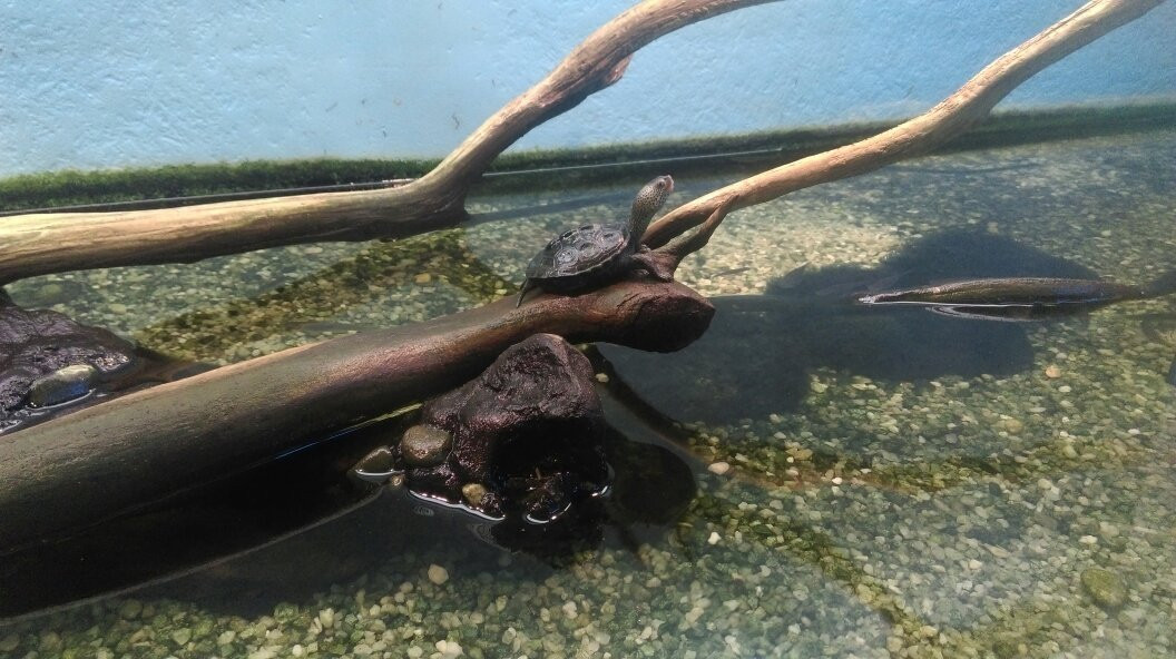 Cold Spring Harbor Fish Hatchery & Aquarium-Cold Spring Harbor必去景点