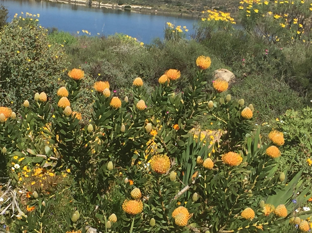 Namaqualand-北开普省必去景点