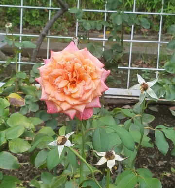 Koryo Park-绫瀬市必去景点