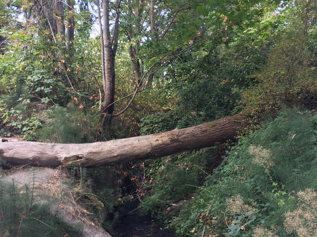 Cross Kirkland Corridor Trail-柯克兰必去景点