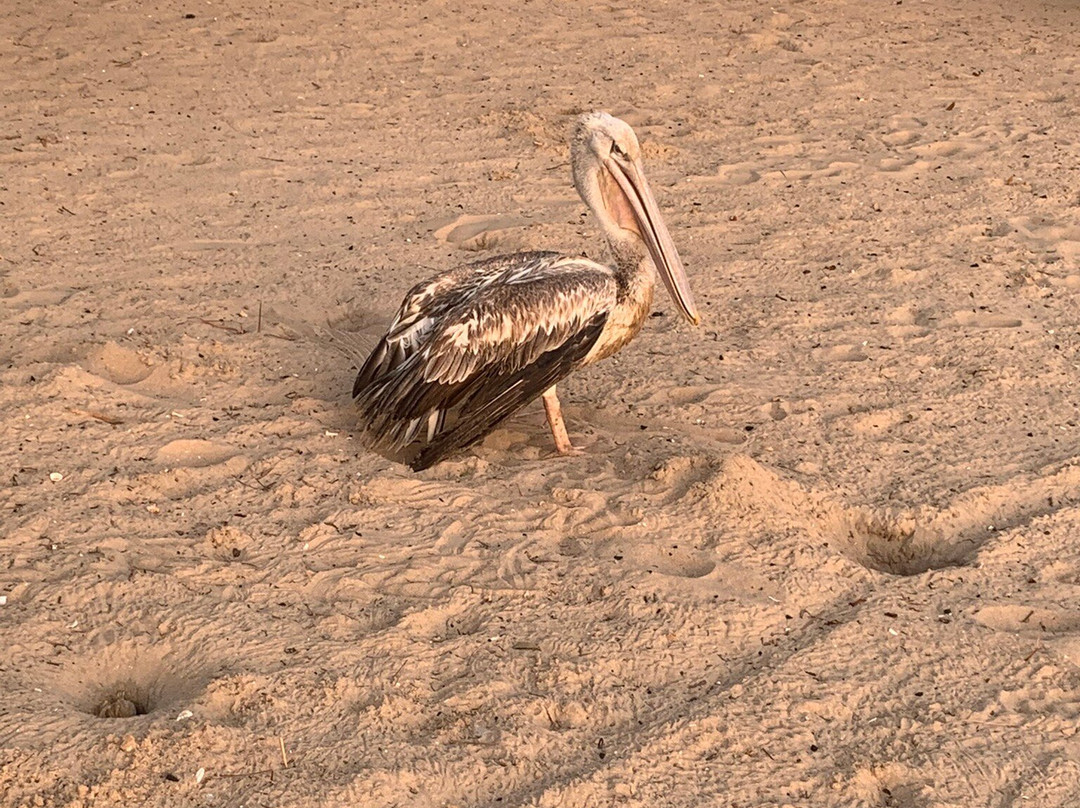 Eco Lodge Sanyang Beach