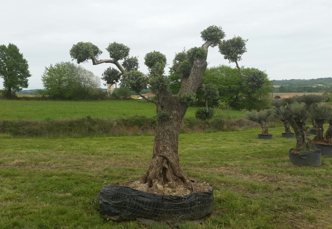 Hotel Restaurant Minvielle主图