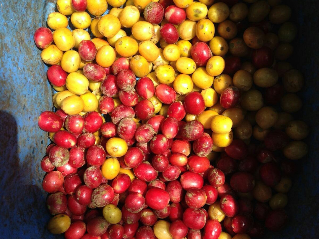 Café Munaipata-Coroico必去景点