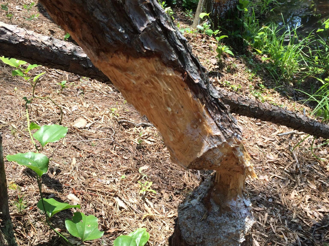 Patuxent Research Refuge - North Tract-Laurel必去景点