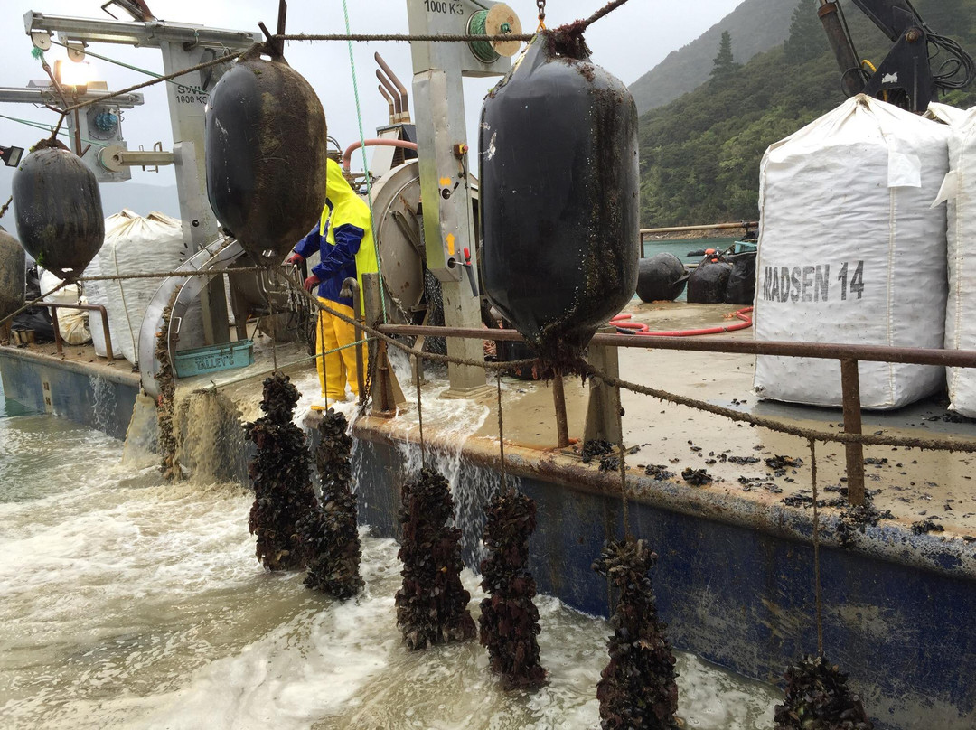 Pelorus Sound Water Taxi & Cruises景点图片