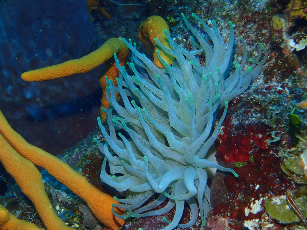 El Paso del Cedral Reef-考祖梅必去景点