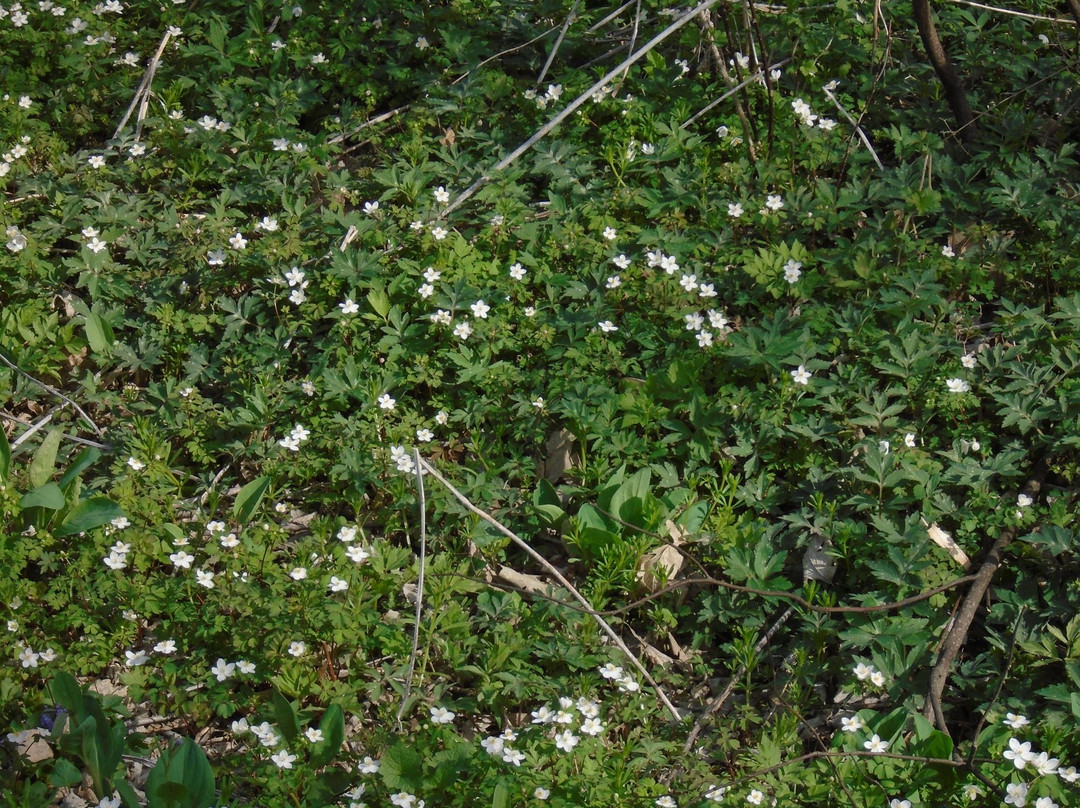 Root River State Trail景点图片