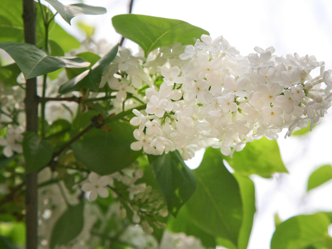 Haeyeorim Botanical Garden-骊州郡必去景点