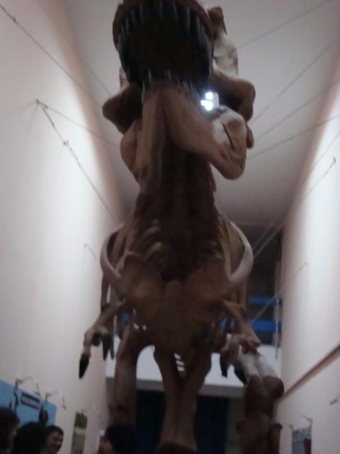 Natural History Museum景点图片
