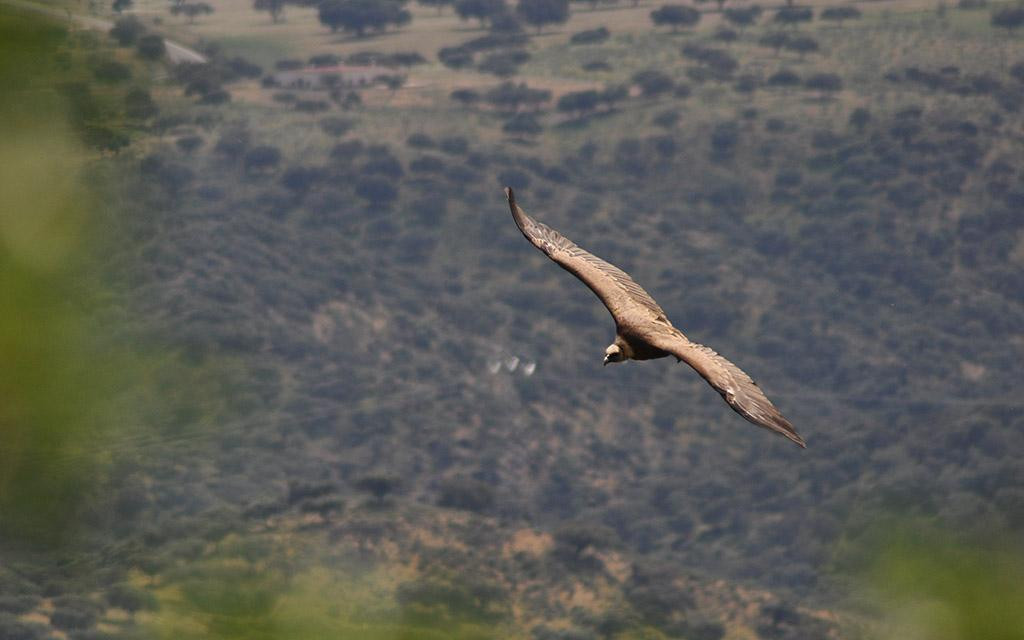 Birding Naturaleza景点图片